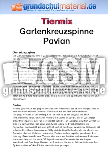 Gartenkreuzspinne - Pavian.pdf